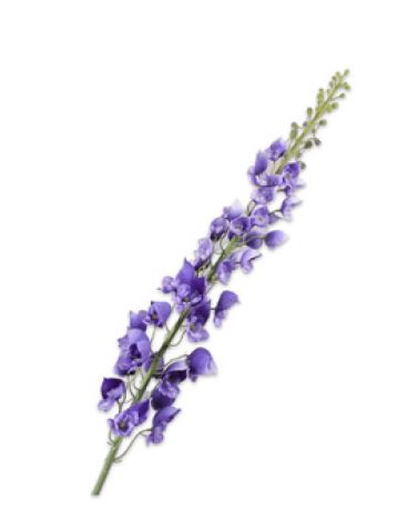 Delphinium Steel Lavendel 135cm