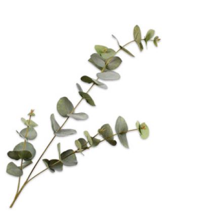 Eucalyptus branch Green 86 cm Small