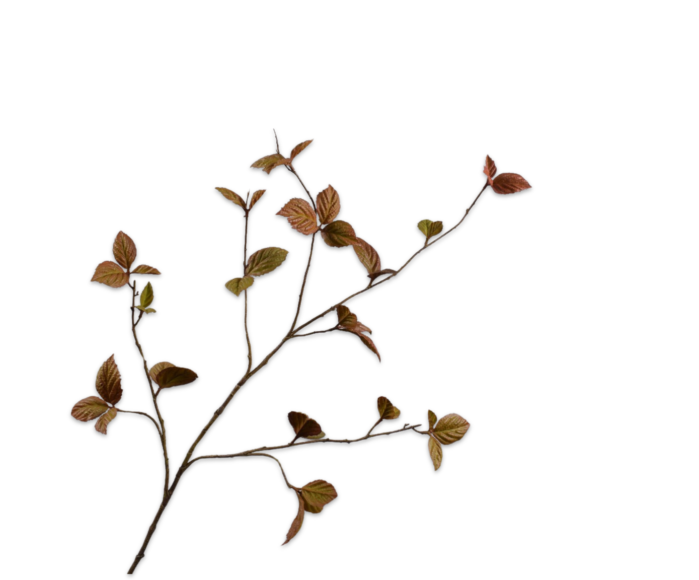 Bladtak - Bruin LT - 116 cm