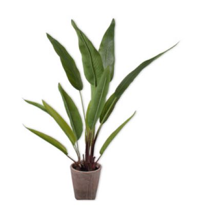 Banana Plant Groen 91cm