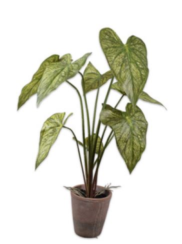 Caladio, incluyendo Pot Green 73cm