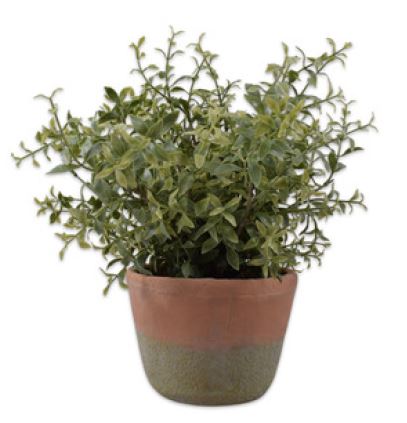 Russcus, incluyendo Pot of Green 34cm