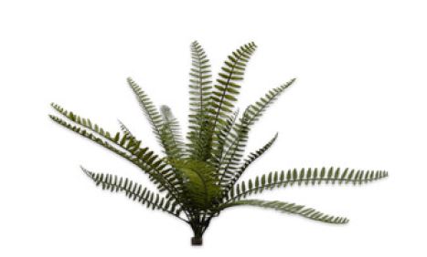 Sail Bush Green 42 cm