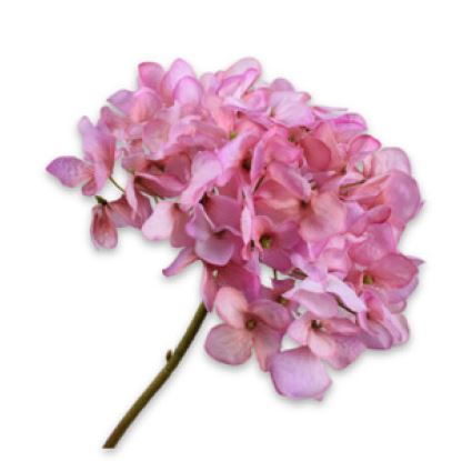 Hortensia Steel Pink 63cm