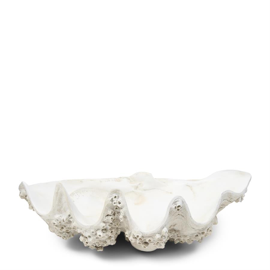 Shell Oceanis Decoration M
