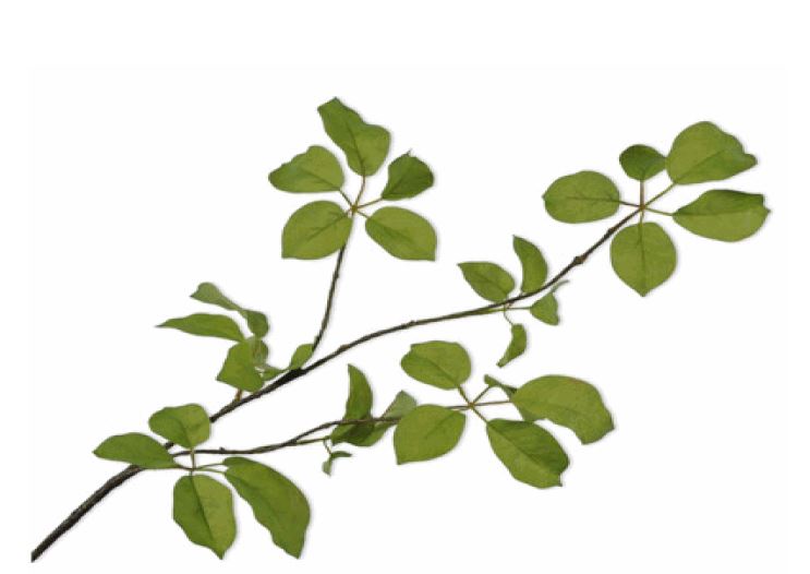 Rama de hoja - Verde - 91cm