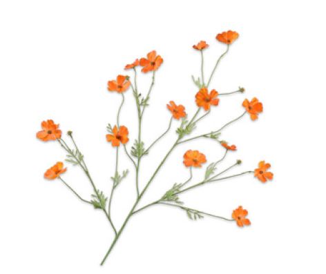 Cosmos branch Orange 104cm