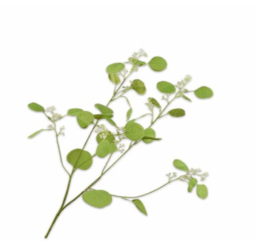 Eucalyptus tak - Groen - 84cm
