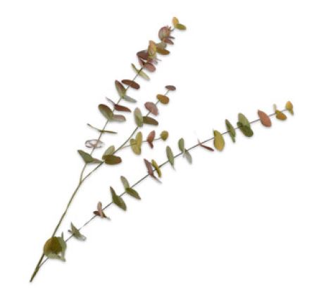 Eucalyptus branch Green 109cm