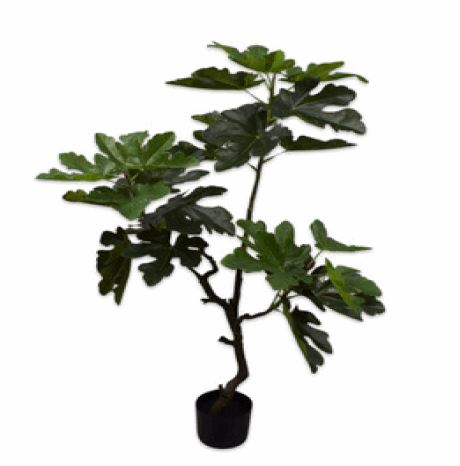 Higo en maceta - Verde - 122cm