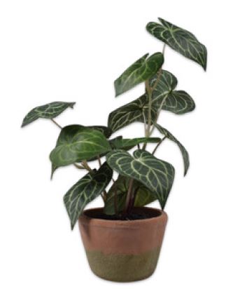 Anthurium einschließlich Pot Green 55 cm