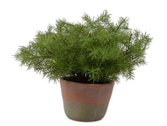 Asparagus inclusief pot Groen 33cm