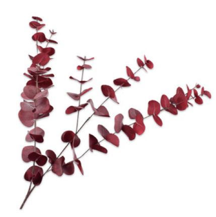 Eucalyptus Tak Bordeaux 96cm