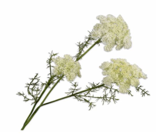 Branche d'Aneth - Blanc - 74cm